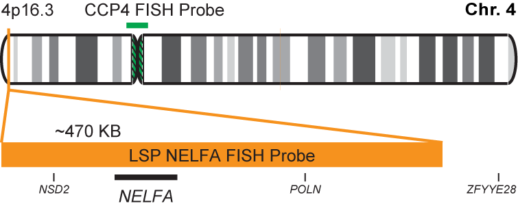 NELFA/CCP4 FISH Probe Kit
