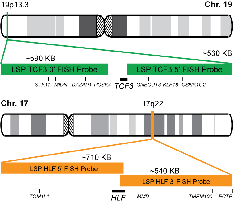 TCF3-HLF Dual Fusion/Translocation FISH Probe Kit