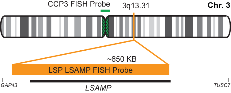 LSAMP/CCP3 FISH Probe Kit  
