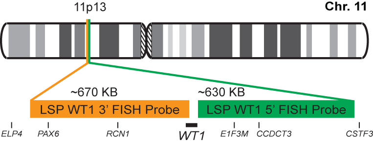 WT1 Break Apart FISH Probe Kit 