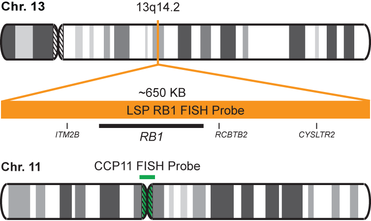 RB1/CCP11 FISH Probe Kit  