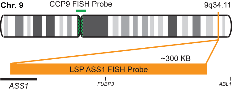 ASS1/CCP9 FISH Probe Kit