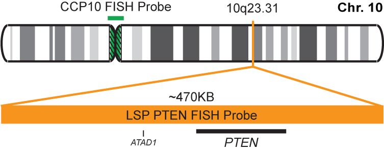 PTEN/CCP10 FISH Probe Kit 