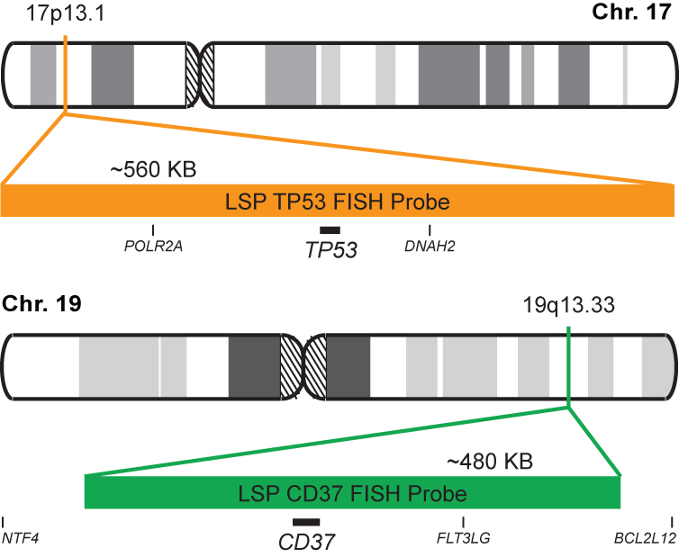 TP53/CD37 FISH Probe Kit