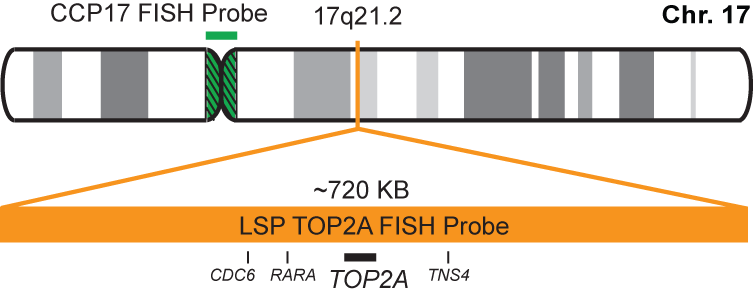 TOP2A/CCP17 FISH Probe Kit 
