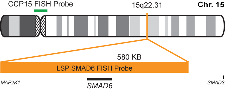SMAD6/CCP15 FISH Probe Kit 