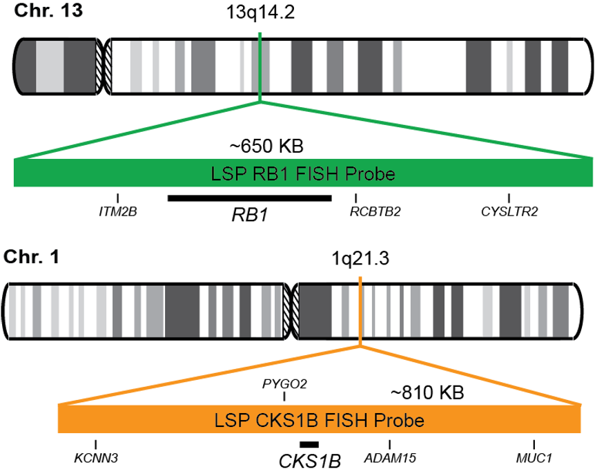 RB1/CKS1B FISH Probe Kit