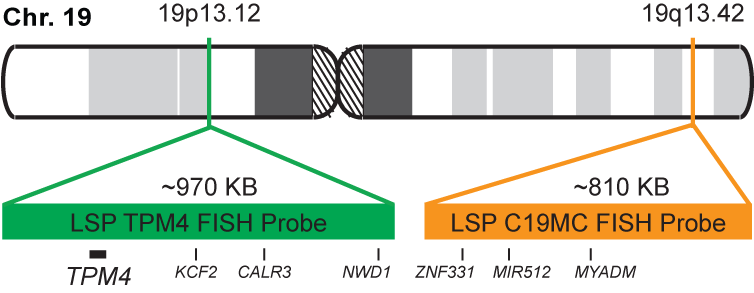 C19MC/TPM4 FISH Probe Kit