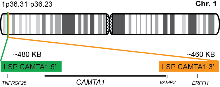 CAMTA1 Break Apart FISH Probe Kit