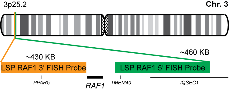 RAF1 Break Apart FISH Probe Kit 