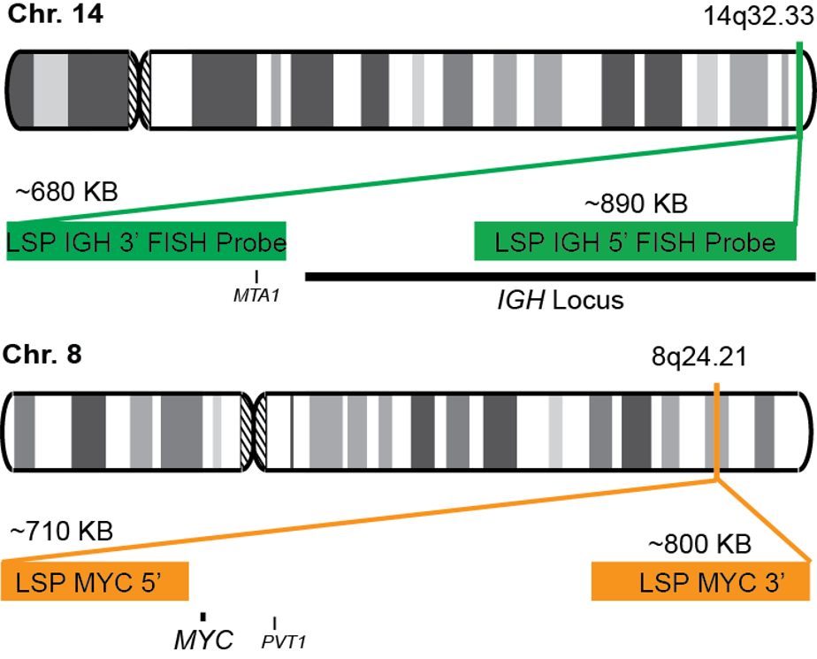 IGH-MYC Dual Fusion/Translocation LR FISH Probe Kit