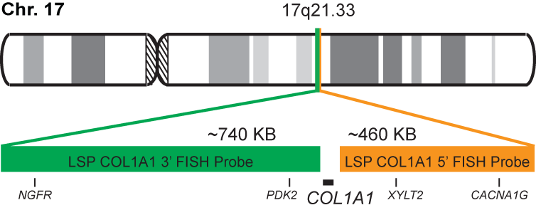 COL1A1 Break Apart FISH Probe Kit