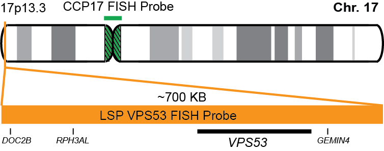 VPS53/CCP17 FISH Probe Kit 