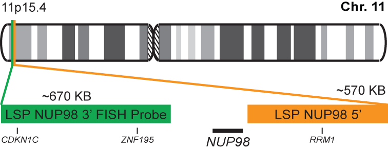 NUP98 Break Apart FISH Probe Kit