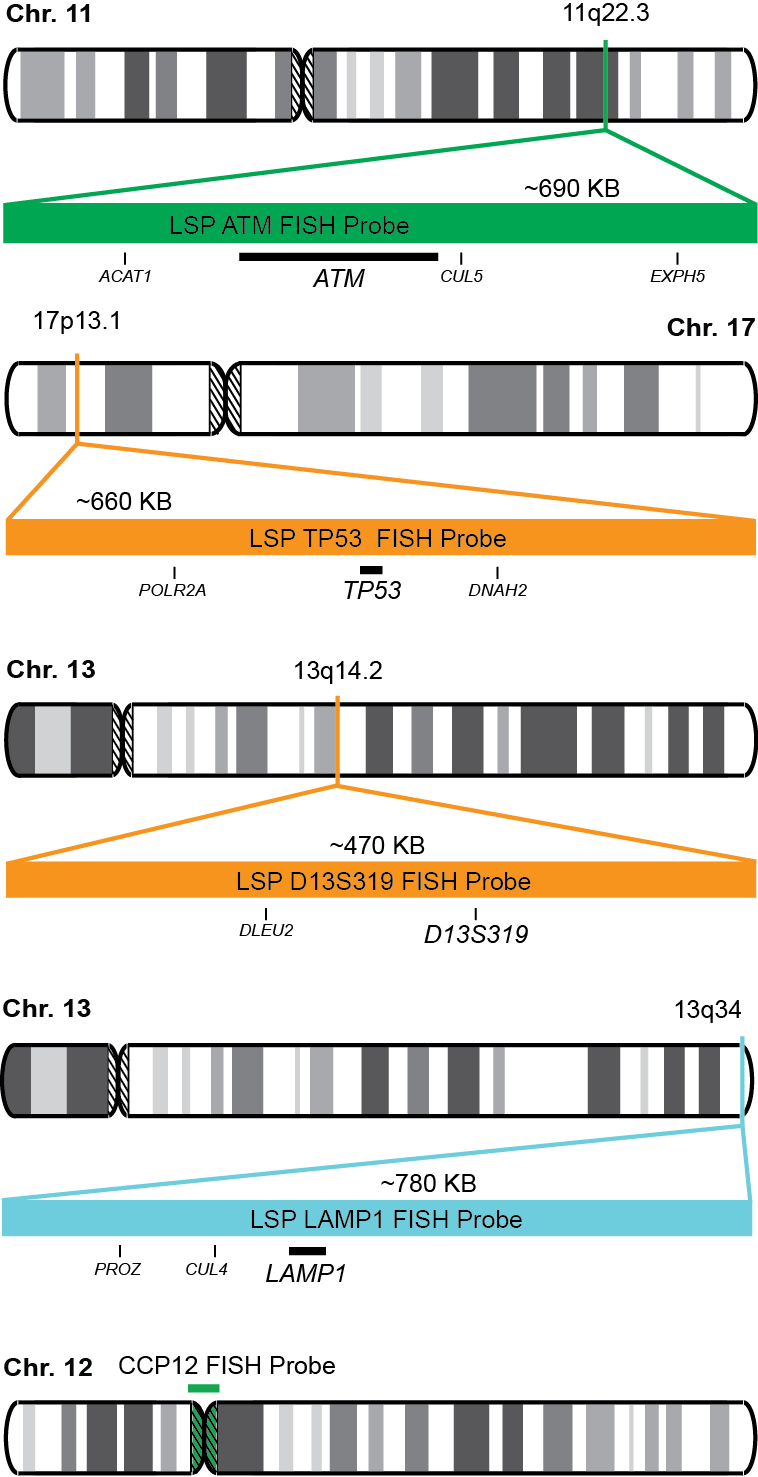TP53/ATM/D13S319/LAMP1/CCP12 FISH Probe Kit 