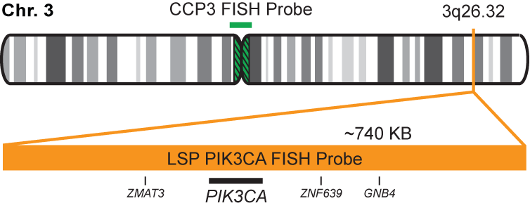 PIK3CA/CCP3 FISH Probe Kit
