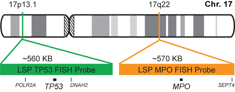 TP53/MPO FISH Probe Kit