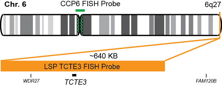 TCTE3/CCP6 FISH Probe Kit  