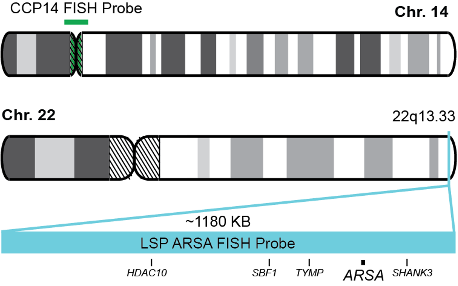 CCP14/CCP22 FISH Probe Kit