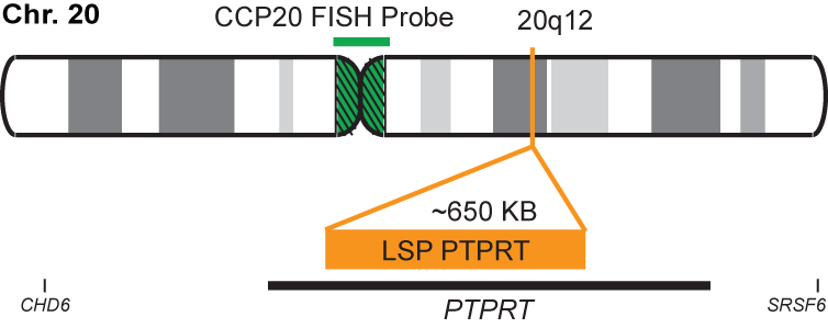 PTPRT/CCP20 FISH Probe Kit