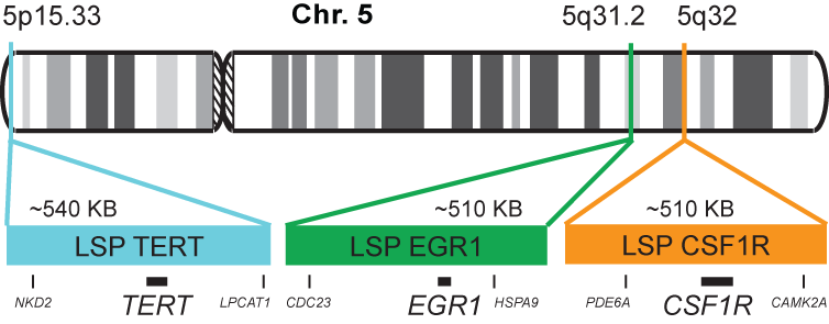 CSF1R/EGR1/TERT FISH Probe Kit