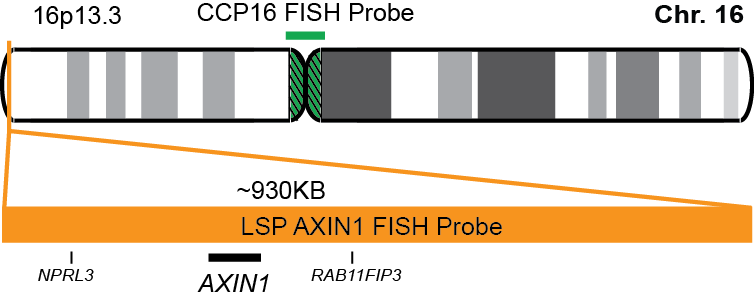 AXIN1/CCP16 FISH Probe Kit