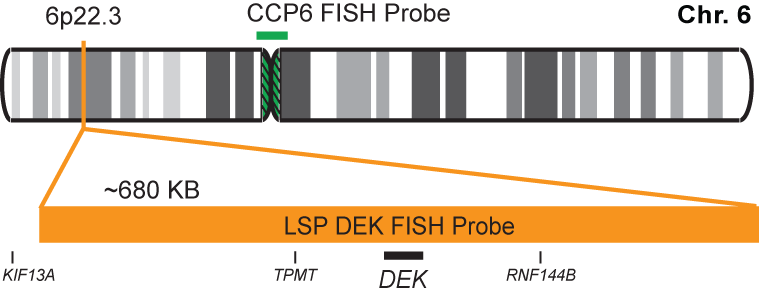 DEK/CCP6 FISH Probe Kit 
