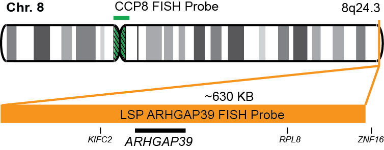 ARHGAP39/CCP8 FISH Probe Kit