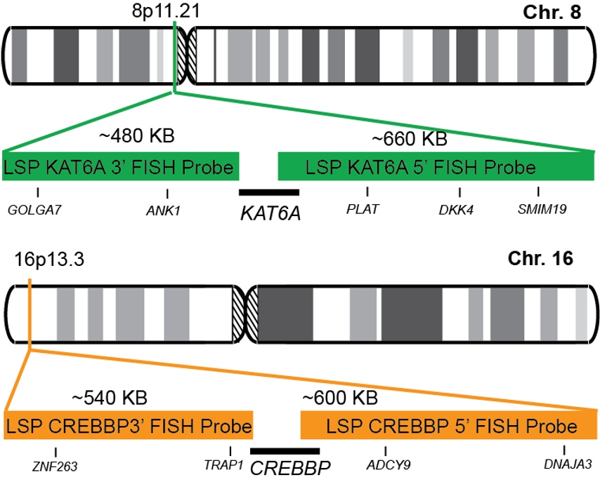 KAT6A-CREBBP Dual Fusion/Translocation FISH Probe Kit