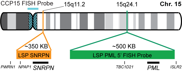 SNRPN/PML/CCP15 FISH Probe Kit 