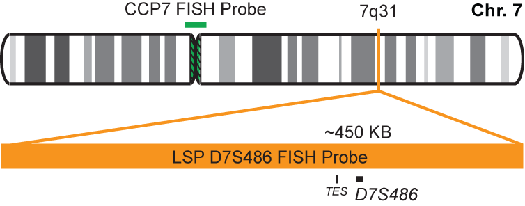 D7S486/CCP7 FISH Probe Kit