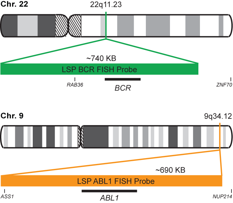 BCR-ABL1 Dual Fusion/Translocation FISH Probe Kit  