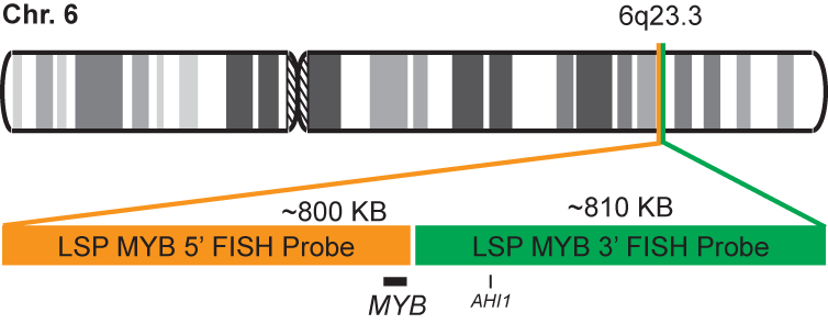 MYB Break Apart FISH Probe Kit 