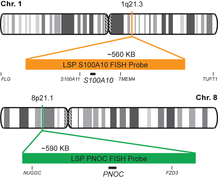 S100A10/PNOC FISH Probe Kit