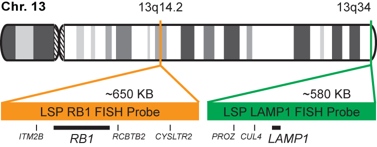 RB1/LAMP1 FISH Probe Kit  