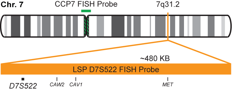 D7S522/CCP7 FISH Probe Kit  