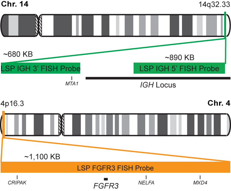 IGH-FGFR3 Dual Fusion/Translocation FISH Probe Kit 