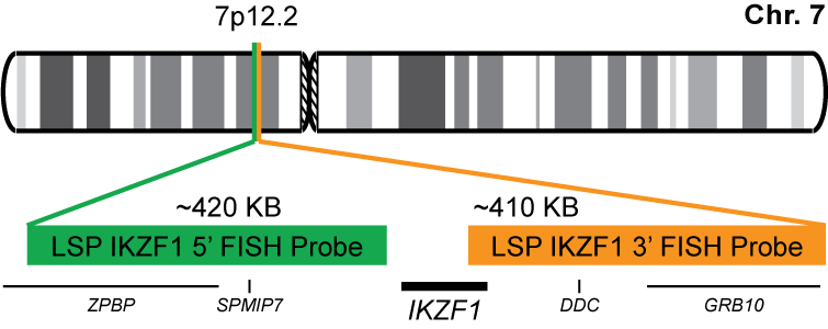 IKZF1 Break Apart FISH Probe Kit 