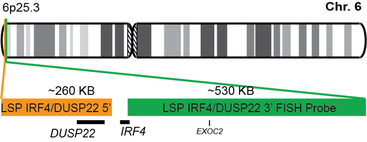 IRF4/DUSP22 Break Apart FISH Probe Kit