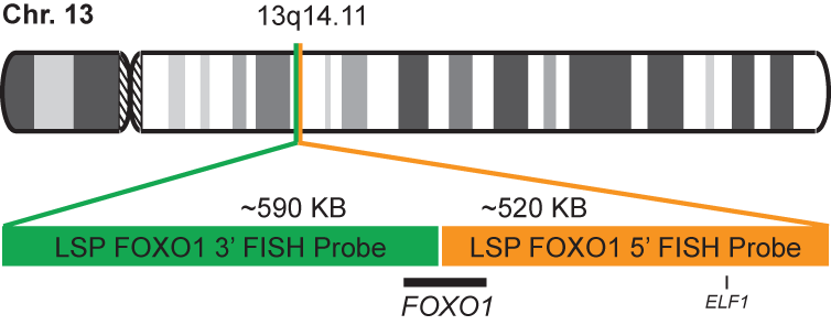 FOXO1 Break Apart FISH Probe Kit