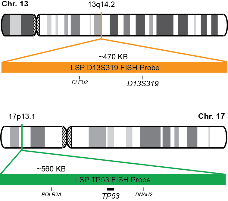 D13S319/TP53 FISH Probe Kit