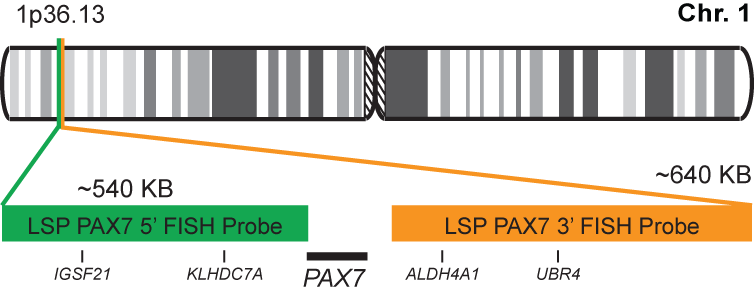 PAX7 Break Apart FISH Probe Kit