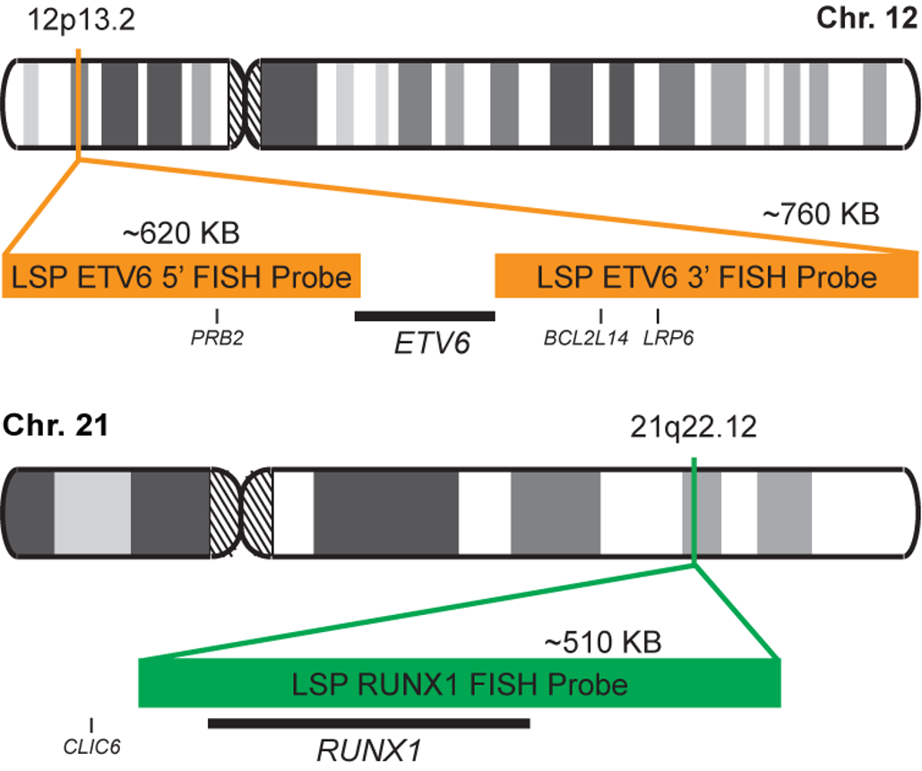 ETV6-RUNX1 Dual Fusion/Translocation FISH Probe Kit 