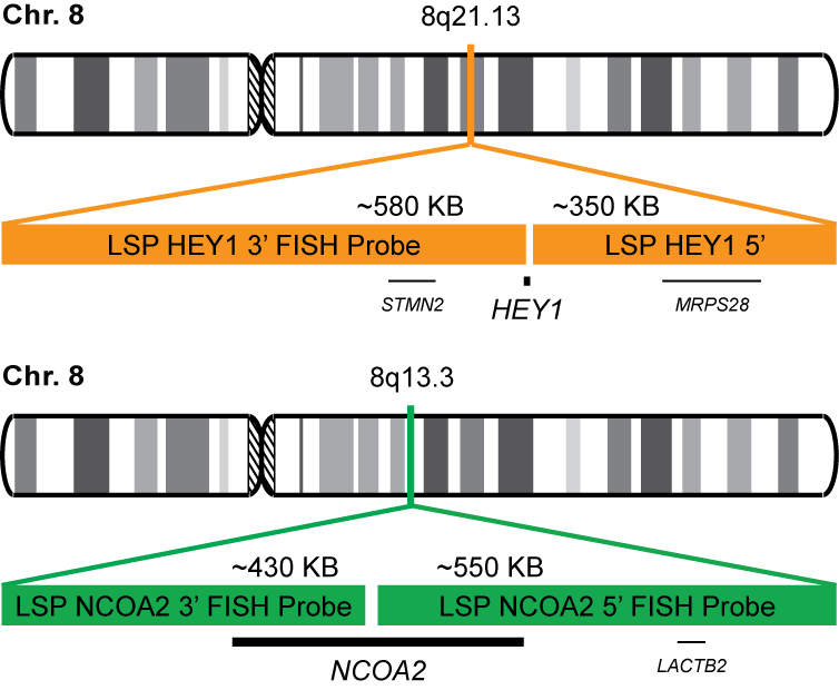 HEY1-NCOA2 Dual Fusion/Translocation FISH Probe Kit 
