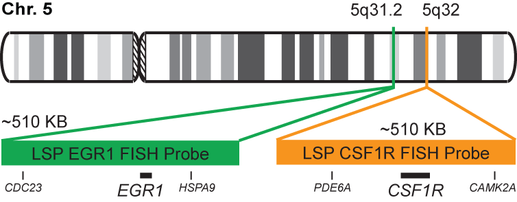 CSF1R/EGR1 FISH Probe Kit 
