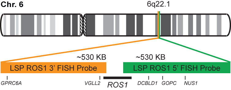 ROS1 Break Apart FISH Probe Kit