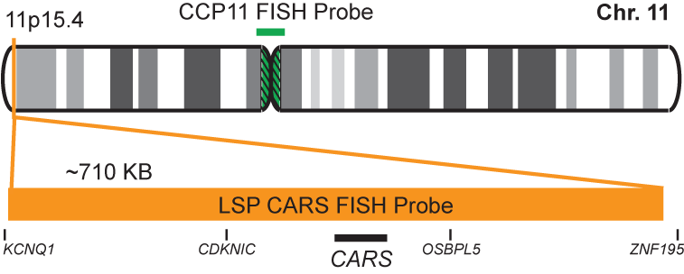 CARS/CCP11 FISH Probe Kit