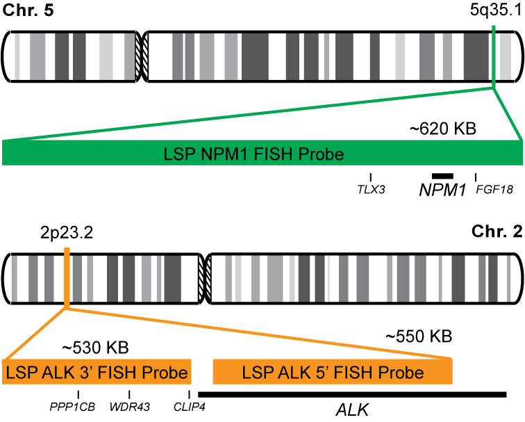 NPM1-ALK Dual Fusion/Translocation FISH Probe Kit