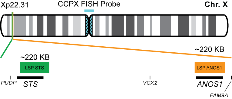 ANOS1/STS/CCPX FISH Probe Kit