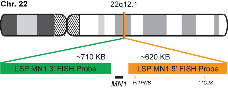MN1 Break Apart FISH Probe Kit  